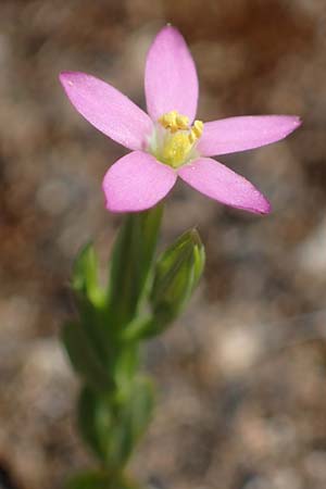 Centaurium pulchellum \ Kleines Tausendgldenkraut / Branched Centaury, Rhodos Lindos 25.3.2023