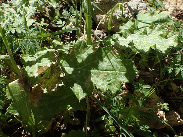 Carduus pycnocephalus \ Knuelkpfige Distel / Plymouth Thistle, Rhodos Lindos 25.3.2023