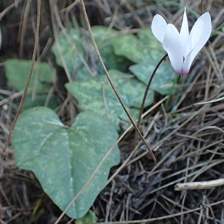 Cyclamen repandum subsp. rhodense \ Rhodos-Alpenveilchen / Rhodian Cyclamen, Rhodos Asklipio 24.3.2019