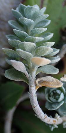 Achillea maritima / Cottonweed, Coastal Lavender Cotton, Rhodos Haraki 15.3.2023