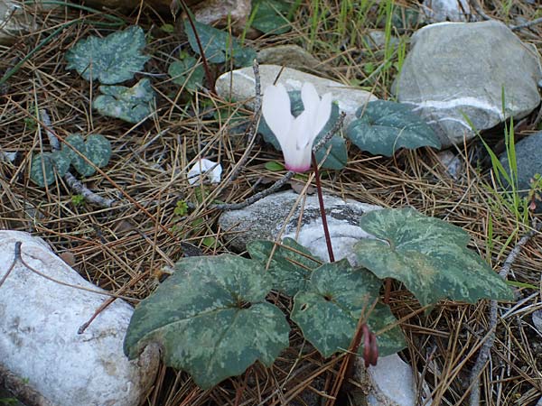 Cyclamen repandum subsp. rhodense / Rhodian Cyclamen, Rhodos Skoutouljaris - Gorge 19.3.2023