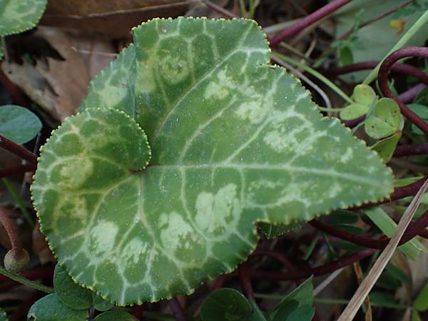 Cyclamen persicum / Florist's Cyclamen, Rhodos Koskinou 22.3.2023