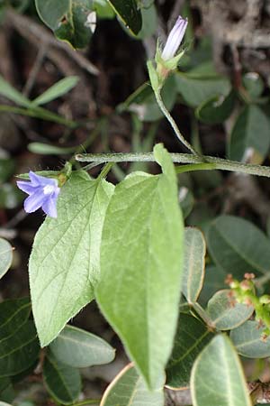 Convolvulus siculus \ Sizilianische Winde / Blue Bindweed, Rhodos Tsambika 30.3.2019