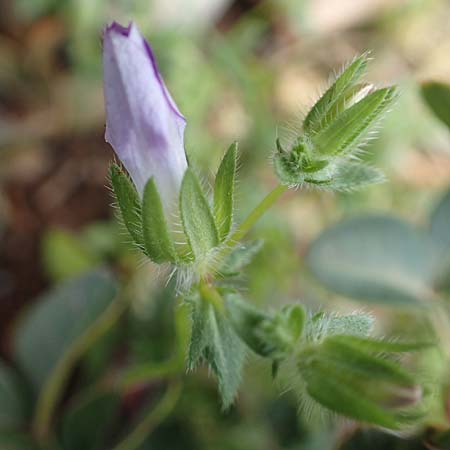 Convolvulus siculus \ Sizilianische Winde / Blue Bindweed, Rhodos Tsambika 30.3.2019