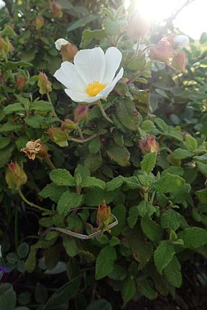 Cistus salviifolius \ Salbeiblttrige Zistrose / Sage-Leaved Rock-Rose, Rhodos Apolakkia 1.4.2019