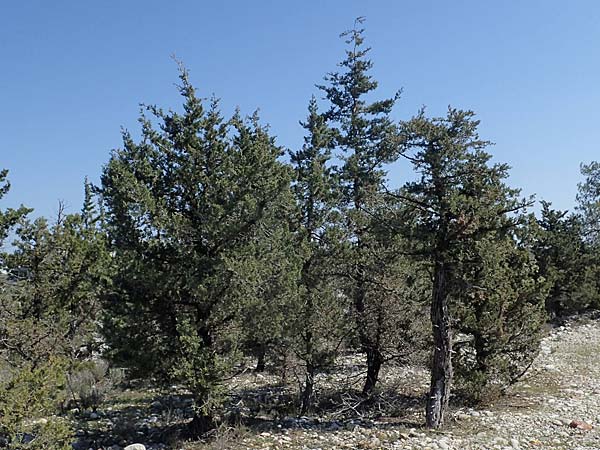 Cupressus sempervirens var. horizontalis \ Mittelmeer-Zypresse / Mediterranean Cypress, Rhodos Kolymbia 18.3.2023