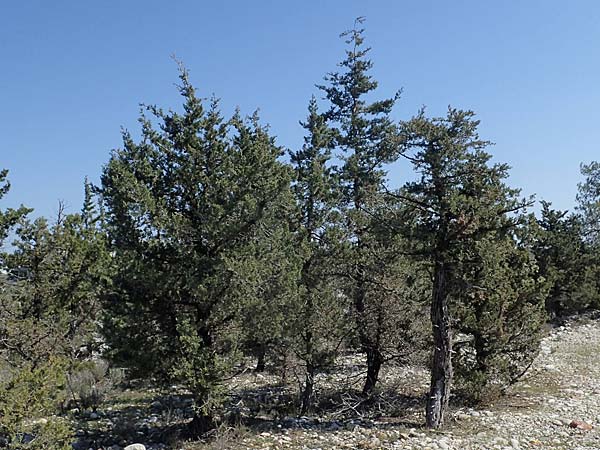 Cupressus sempervirens var. horizontalis \ Mittelmeer-Zypresse, Rhodos Kolymbia 18.3.2023