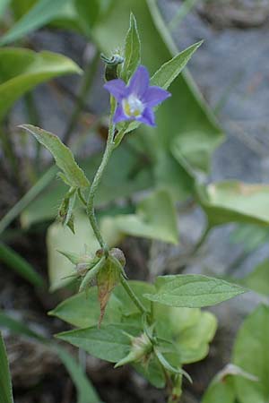 Convolvulus siculus / Blue Bindweed, Rhodos Agathi Beach 26.3.2023