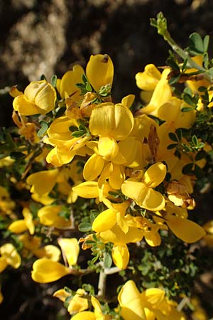 Calicotome villosa \ Behaarter Dorn-Ginster / Hairy Thorny Broom, Rhodos Asklipio 24.3.2019