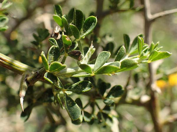 Calicotome villosa \ Behaarter Dorn-Ginster / Hairy Thorny Broom, Rhodos Asklipio 24.3.2019