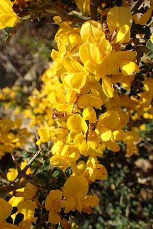 Calicotome villosa \ Behaarter Dorn-Ginster / Hairy Thorny Broom, Rhodos Asklipio 24.3.2019