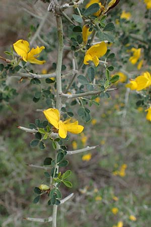 Calicotome villosa / Hairy Thorny Broom, Rhodos Sianna 21.3.2023