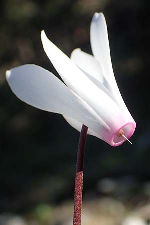 Cyclamen repandum subsp. rhodense \ Rhodos-Alpenveilchen / Rhodian Cyclamen, Rhodos Profitis Ilias 25.3.2019