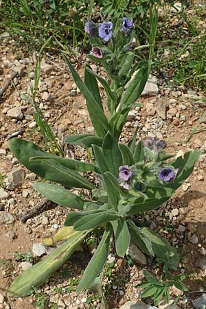 Cynoglossum creticum \ Kretische Hundszunge / Cretan Hound's-Tongue, Rhodos Kattavia 1.4.2019