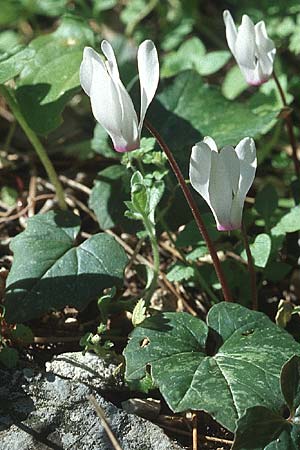 Cyclamen repandum subsp. rhodense / Rhodian Cyclamen, Rhodos Kolymbia 20.3.2005