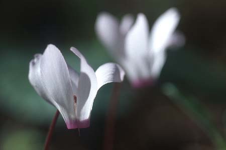 Cyclamen repandum subsp. rhodense \ Rhodos-Alpenveilchen / Rhodian Cyclamen, Rhodos Kolymbia 20.3.2005