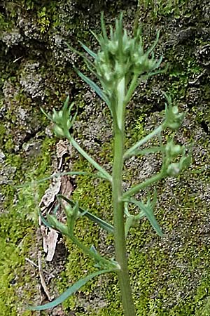 Unknown_plant spec7 ? \ Unbekannte Pflanze / Unknown Plant, Rhodos Archangelos 17.3.2023