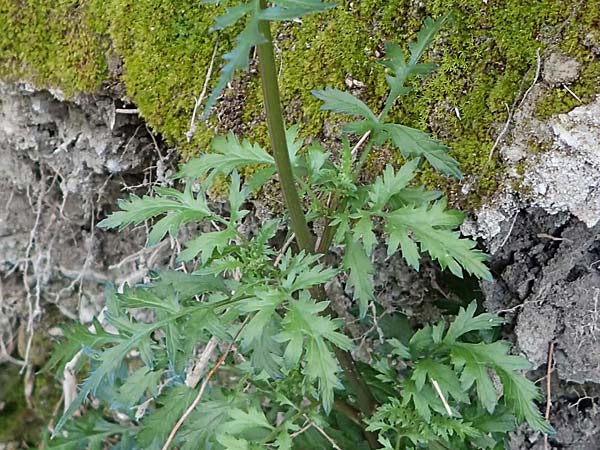 Unknown_plant spec7 ? \ Unbekannte Pflanze / Unknown Plant, Rhodos Archangelos 17.3.2023