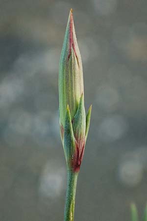 Dianthus crinitus \ Langhaarige Nelke, Rhodos Haraki 15.3.2023