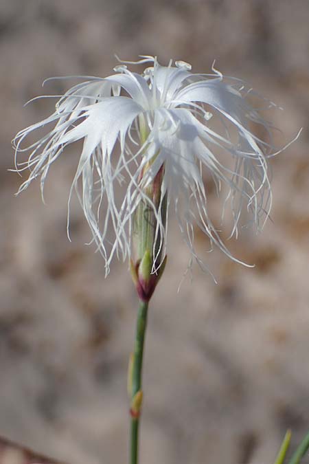 Dianthus crinitus / Long-Haired Pink, Rhodos Haraki 6.4.2023