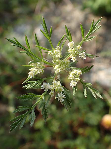 Daucus involucratus \ Vielhllige Mhre, Rhodos Lahania 3.4.2019