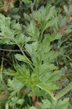 Daucus carota subsp. maximus \ Riesen-Mhre / Bird's Nest, Rhodos Kattavia 1.4.2019