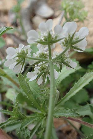 Tordylium apulum / Mediterranean Hartwort, Rhodos Tsambika 30.3.2019