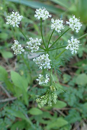 Bunium ferulaceum \ Fenchel-Erdkastanie, Rhodos Profitis Ilias 2.4.2019