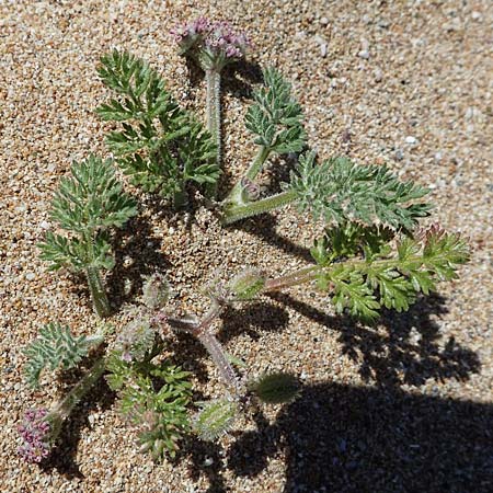 Daucus pumilus / False Orlaya, Small Carrot, Rhodos Agathi Beach 26.3.2023