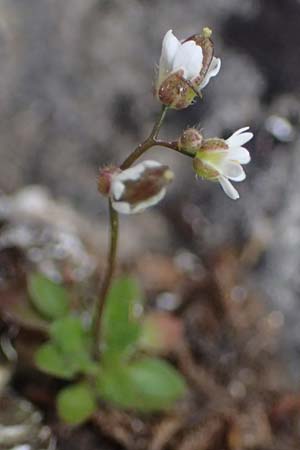 Draba verna agg. \ Frhlings-Hungerblmchen / Common Whitlowgrass, Rhodos Attaviros 23.3.2023