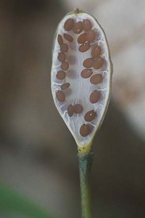 Draba verna agg. \ Frhlings-Hungerblmchen, Rhodos Attaviros 23.3.2023