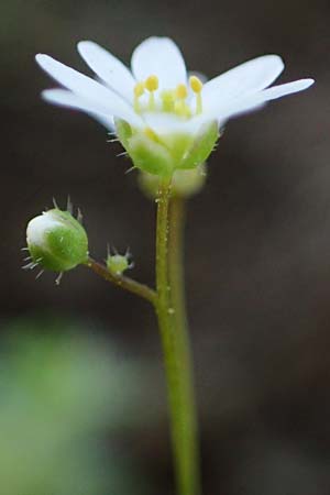 Draba verna agg. \ Frhlings-Hungerblmchen / Common Whitlowgrass, Rhodos Moni Artamiti 27.3.2023