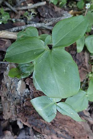 Dracunculus vulgaris \ Schlangenwurz, Drachenwurz / Voodoo Lily, Rhodos Profitis Ilias 2.4.2019