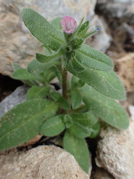 Echium parviflorum \ Kleinbltiger Natternkopf / Small Flowered Bugloss, Rhodos Tsambika 30.3.2019