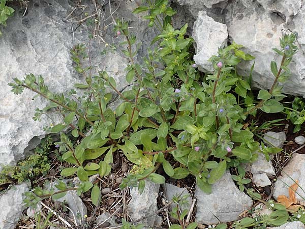 Echium parviflorum \ Kleinbltiger Natternkopf / Small Flowered Bugloss, Rhodos Tsambika 30.3.2019