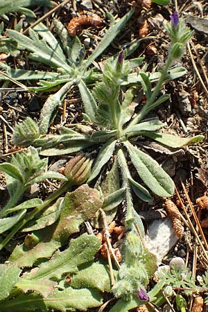 Echium arenarium \ Sand-Natternkopf / Coastal Viper's Bugloss, Rhodos Fourni Beach 31.3.2019