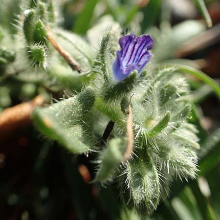 Echium arenarium \ Sand-Natternkopf / Coastal Viper's Bugloss, Rhodos Fourni Beach 31.3.2019