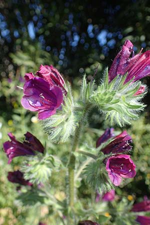 Echium plantagineum \ Wegerich-Natternkopf / Purple Viper's Bugloss, Rhodos Lindos 20.3.2023