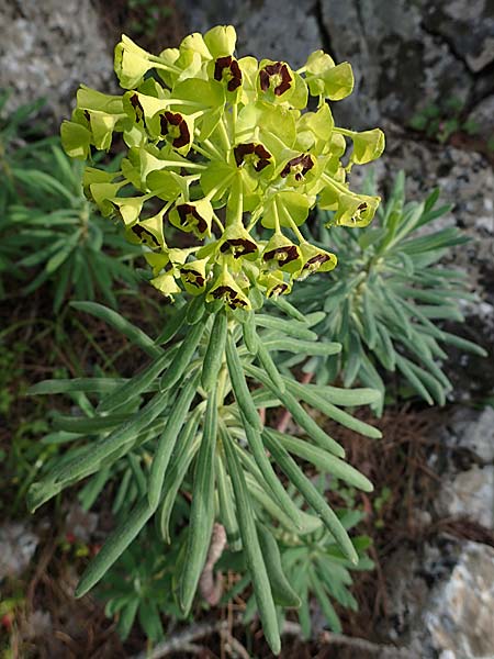 Euphorbia characias / Large Mediterranean Spurge, Rhodos Akramitis 21.3.2023