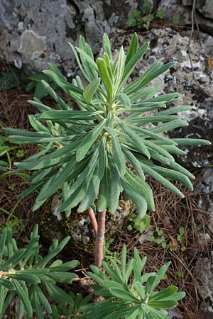 Euphorbia characias \ Palisaden-Wolfsmilch / Large Mediterranean Spurge, Rhodos Akramitis 21.3.2023
