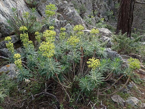 Euphorbia characias / Large Mediterranean Spurge, Rhodos Akramitis 21.3.2023