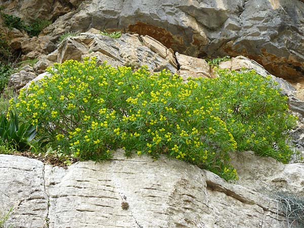 Euphorbia dendroides / Tree Spurge, Rhodos Attaviros 24.3.2023