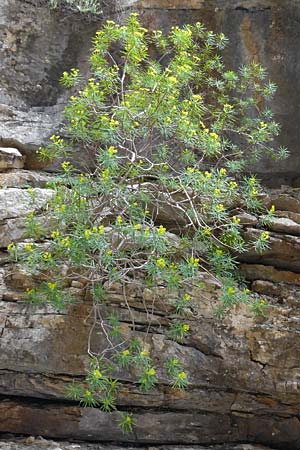 Euphorbia dendroides / Tree Spurge, Rhodos Attaviros 24.3.2023