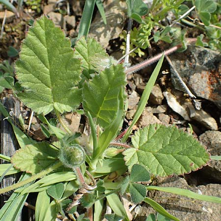 Erodium gruinum \ Reiherschnabel / Iranian Crane's-Bill, Rhodos Embona 31.3.2019