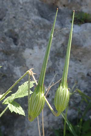 Erodium gruinum \ Reiherschnabel / Iranian Crane's-Bill, Rhodos Lindos 25.3.2023