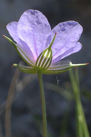 Erodium gruinum \ Reiherschnabel, Rhodos Lindos 25.3.2023