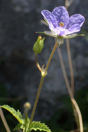 Erodium gruinum \ Reiherschnabel, Rhodos Lindos 25.3.2023