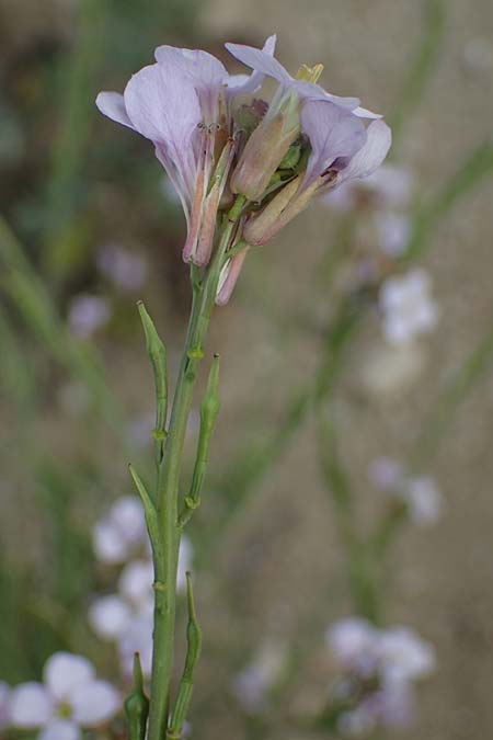 Erucaria hispanica \ Spanischer Senf / Spanish Pink Mustard, Rhodos Kattavia 25.3.2023