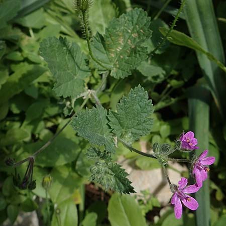 Erodium malacoides \ Malvenblttriger Reiherschnabel, Rhodos Tsambika 30.3.2019