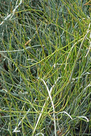 Ephedra foeminea \ Stinkendes Meertrubel, Krummstiel-Meertrubel, Rhodos Attaviros 24.3.2023